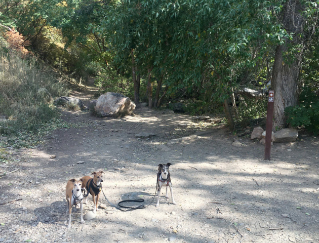 Trail dogs at the beginning of Neff's Canyon