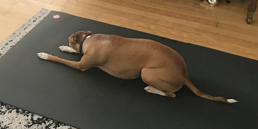 Ginger doing shvanasana or dog pose