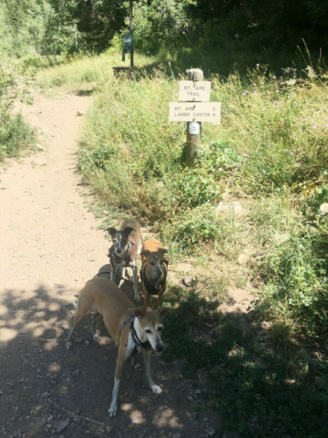 Trail entrance for Lambs Canyon Pass via Elbow Fork