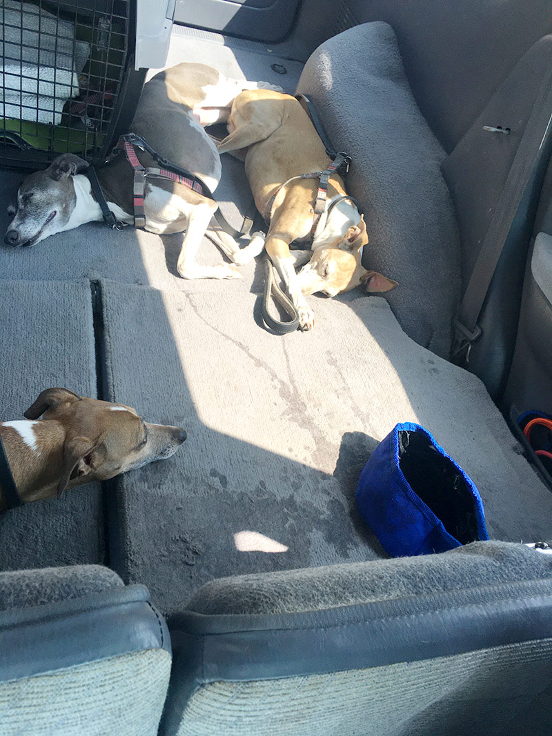 Tired Italian Greyhounds wiped from hiking Grandeur Peak Trail