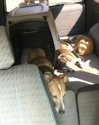 Tired Italian Greyhounds after climbing the mountain