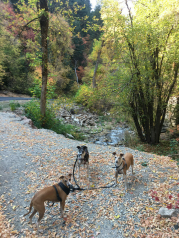 We really enjoyed the beautiful colors as we walked back down the paved road on Porter Fork. The girls got paid well to sit there while I took a pic.