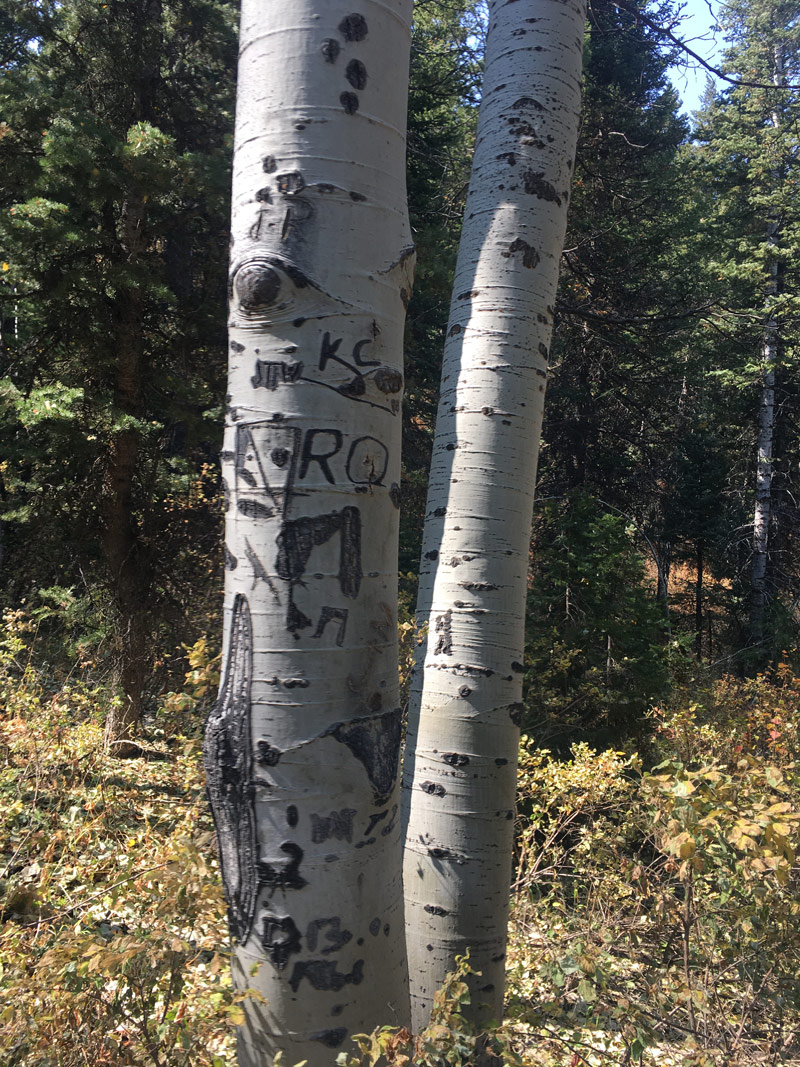 Apparently nature is learning English and leaving clever symbols etched into the Aspen bark