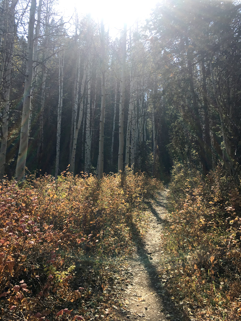 Haunted Porter Fork Trail through the aspens after a wildfire