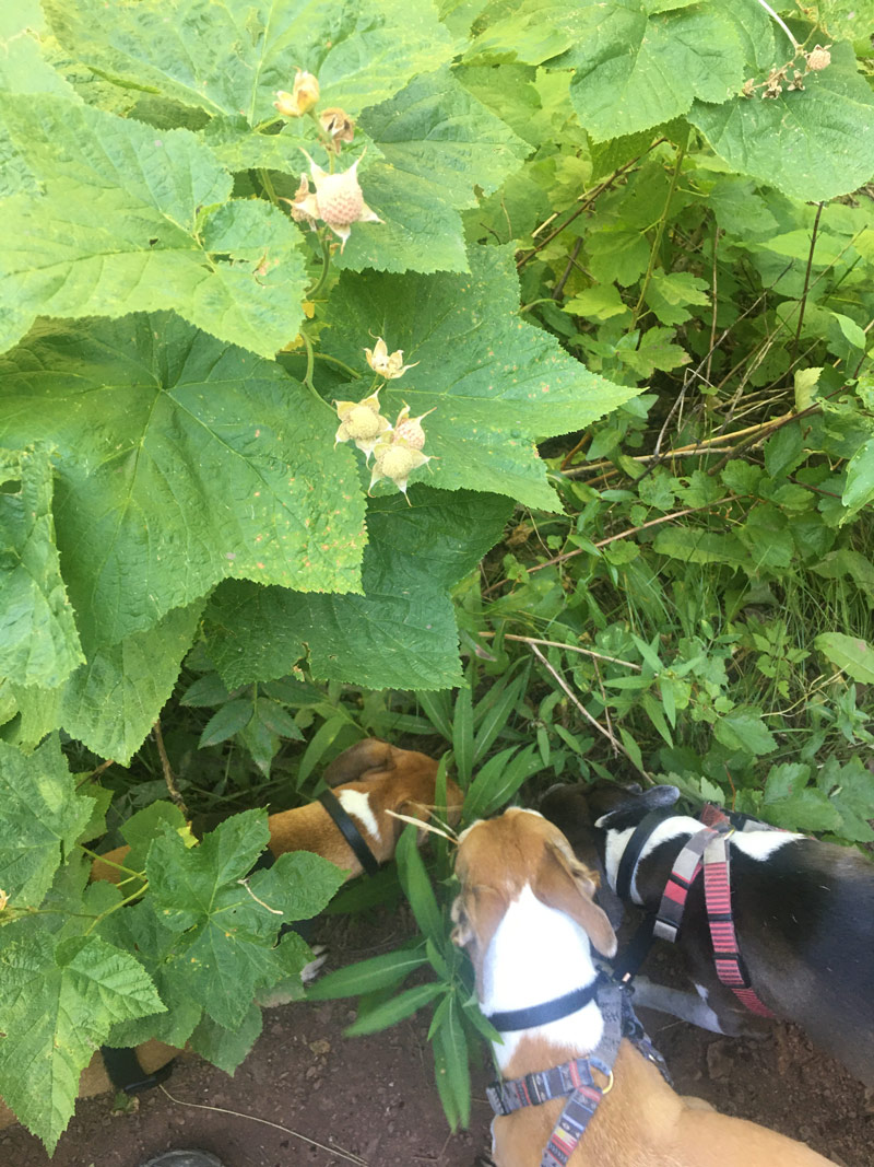 We found wild raspberries on our hike